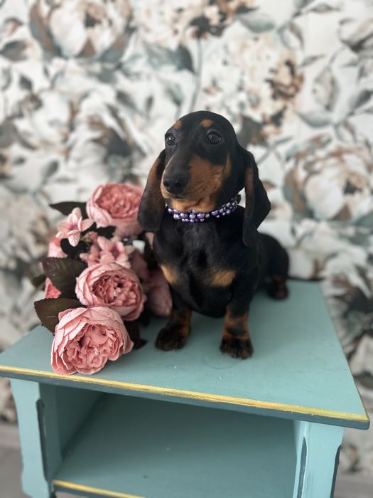 Catel teckel cu Pedigree FCI