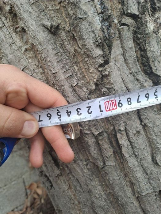 Yongoq daraxti sotiladi