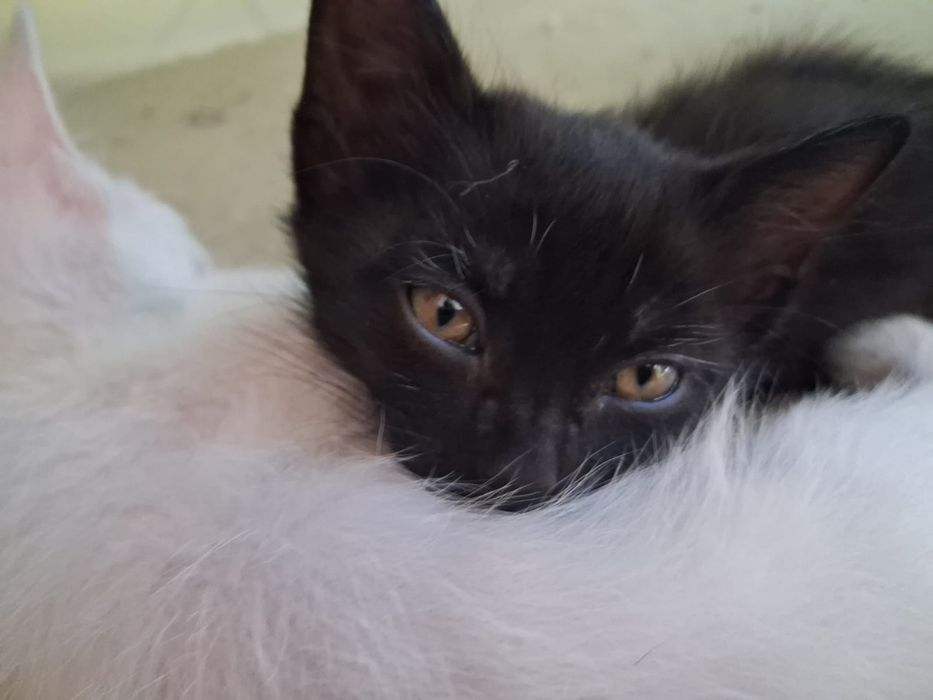 Котята котенок 2 месяца