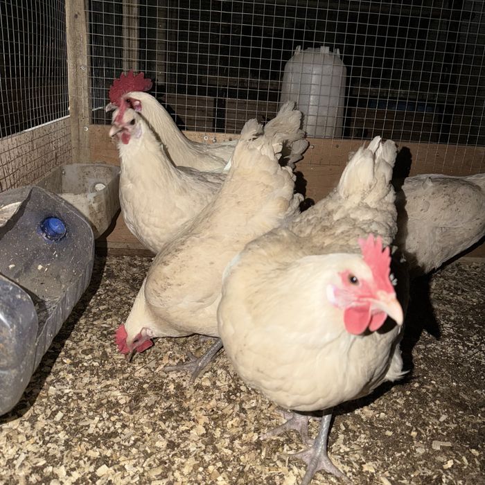 Продам породистых куриц