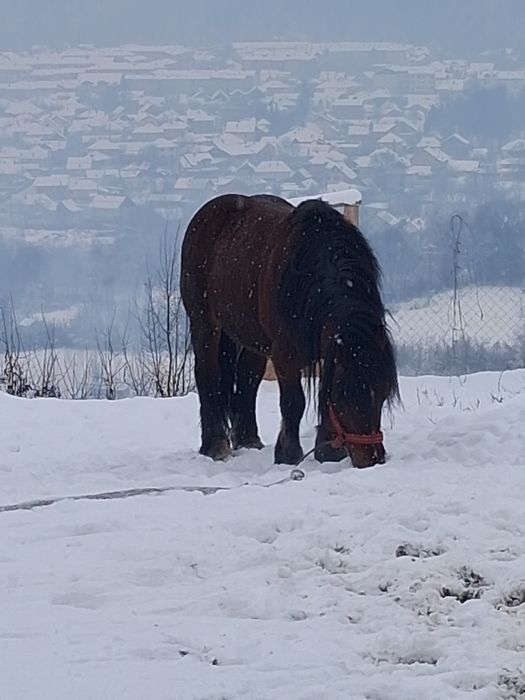 Cal castrat si armăsar