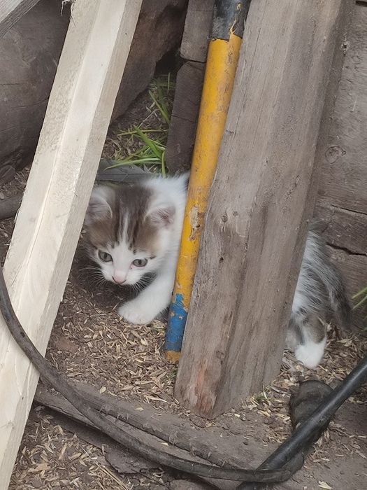 Отдам котят 2 мальчика, 2 девочки