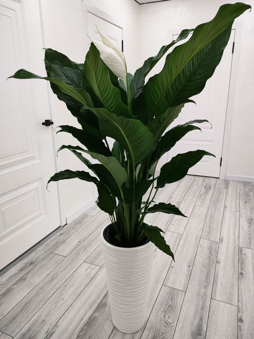 Цветы комнатные . Доставка