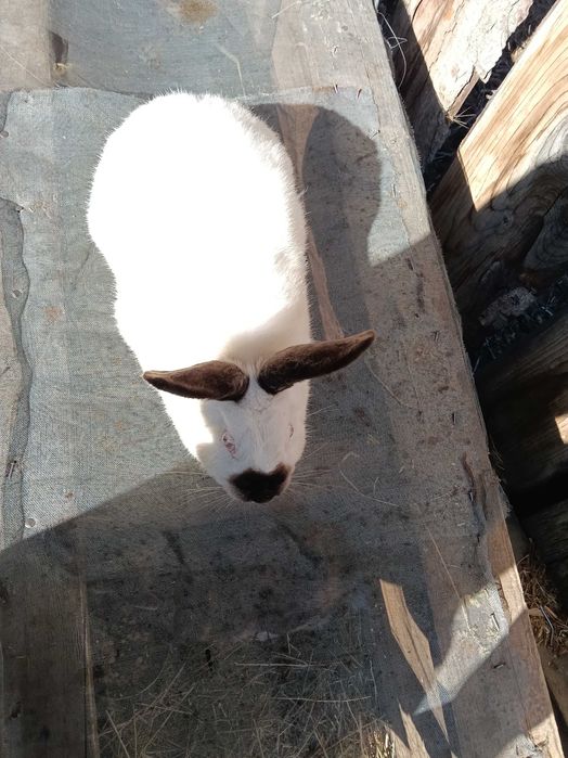 Iepuri de vânzare 80-180lei bucată negociabil puii și adulti