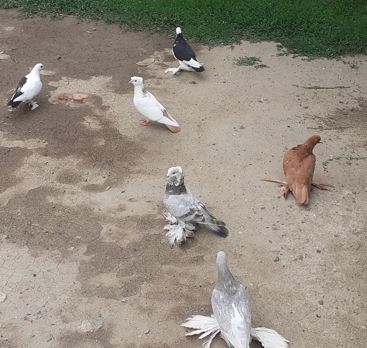 Продам домашних голубей
