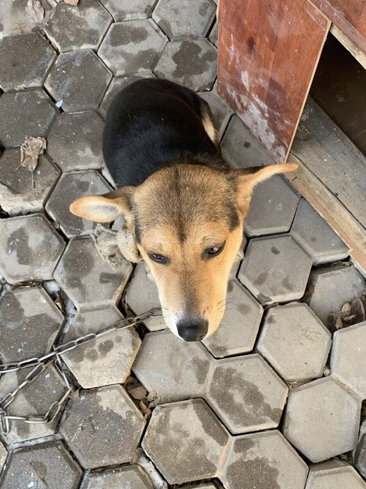 продам хороши сабаку