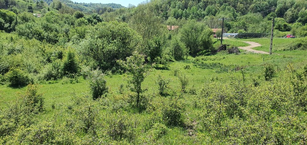 Teren de vânzare 5.850mp – Poieniță de vis la 2 km de Dunăre Cruşoviţa