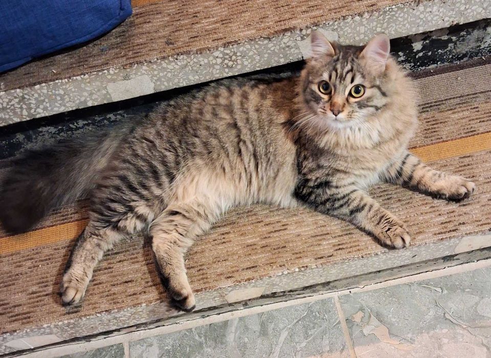 Продавам сибирско коте