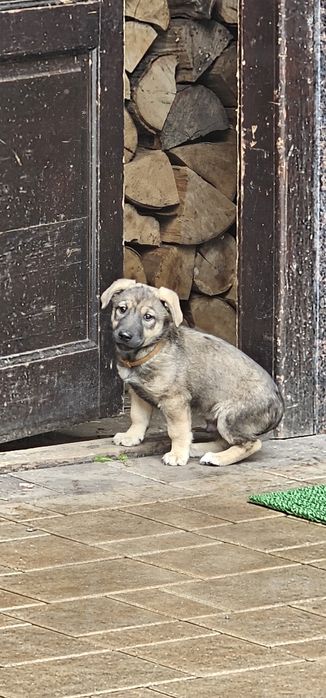 Donez cățel mascul