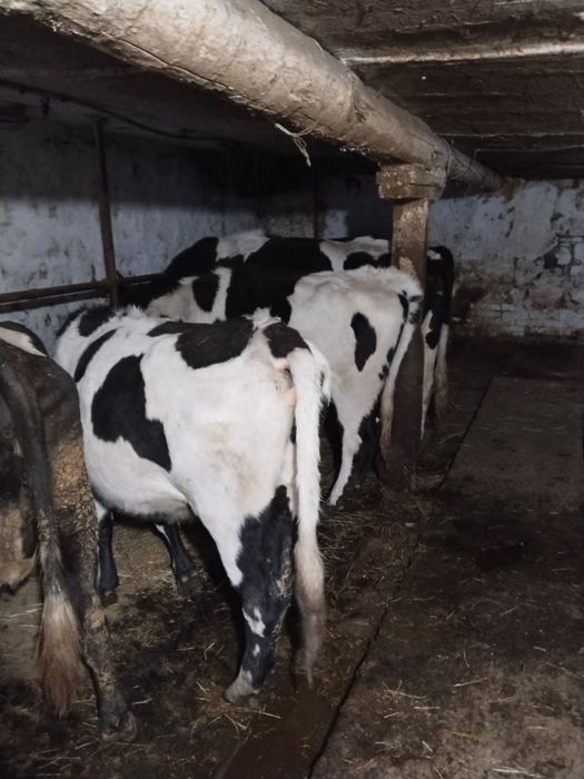 Каровы продажа пародистая