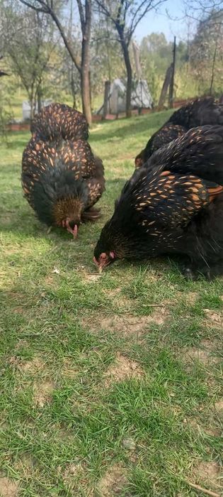 Brahma Gold Laced  schimb/vind