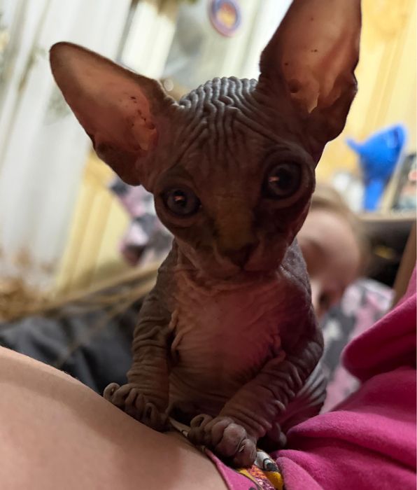 Котята канадский свингс