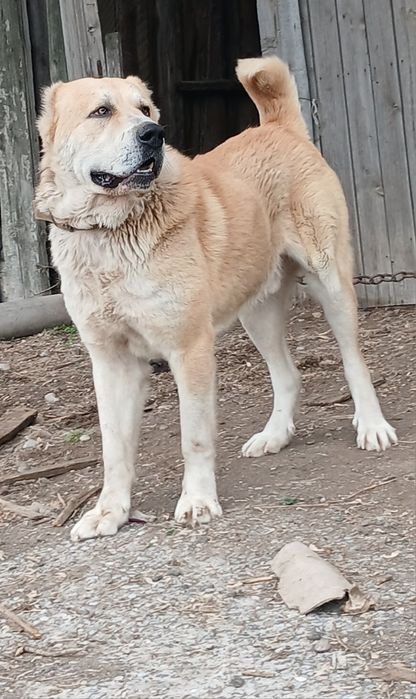 Вязка сабака Шымкент