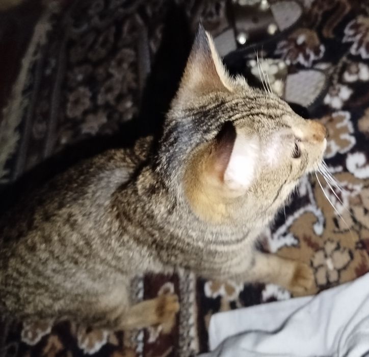 Mushuk qiz bola sotiladi