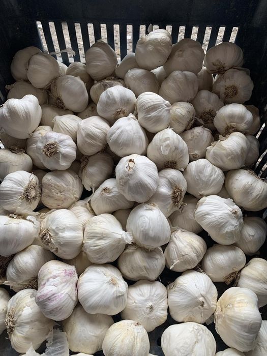 Чесън за консумация зимно и пролетно засаждане