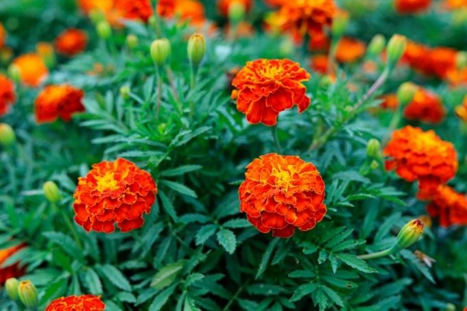 Семена Бархатцы , всходят даже дома