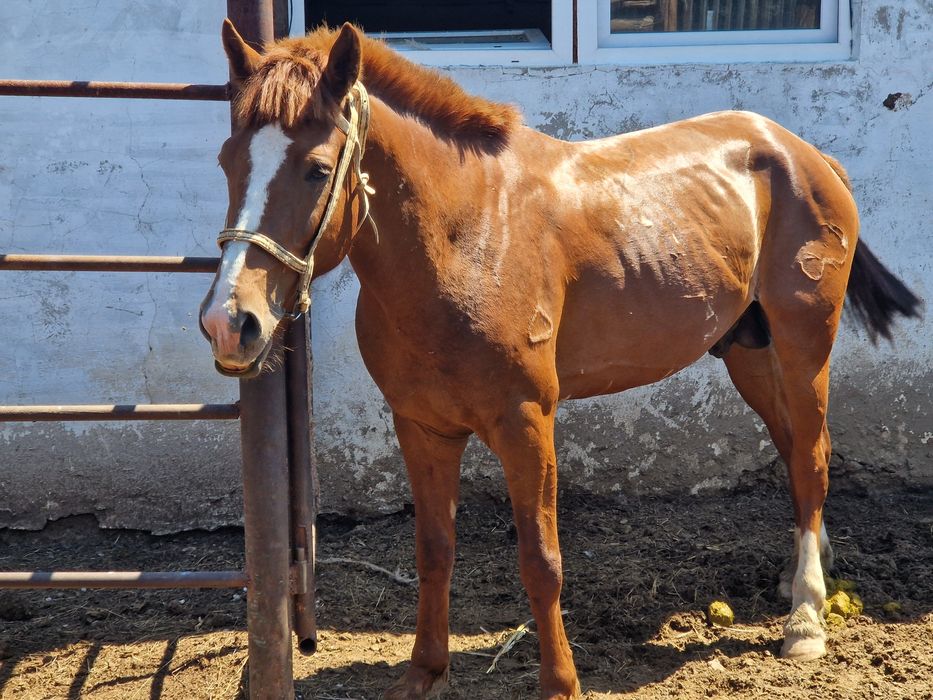 Продам лошадь молодой.