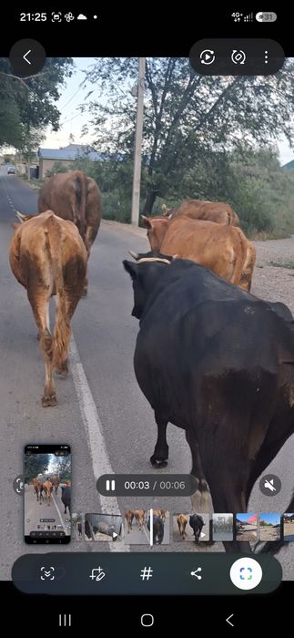 Продам телок . Срочно срочно