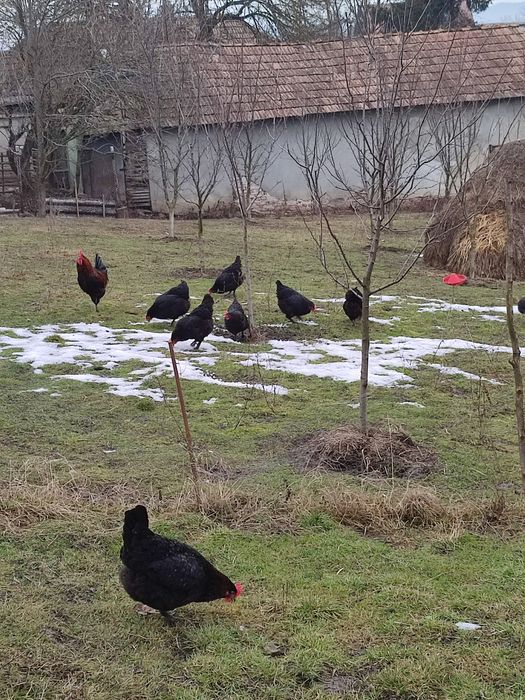 Ouă pentru incubat puicuțe(găini) marans