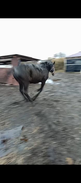 Продам жеребца цена 900