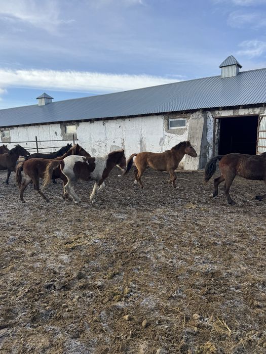 Продам лошадей тай