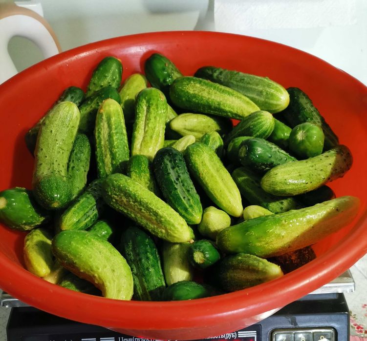 Продам огурцы домашние