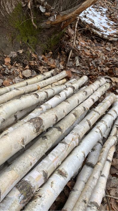 Lemn de mesteacan decorativ  mesteacan trunchi de mesteacan