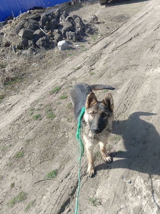 Овчарка немец бельгииски смес