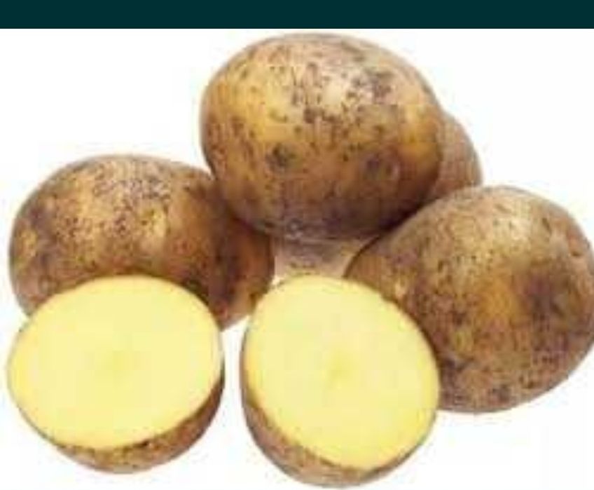 Продам картофель Гала