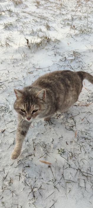 Отдам кошку в добрые руки.