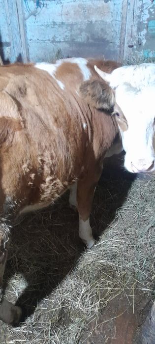 Vand 2 Junci de 11 luni