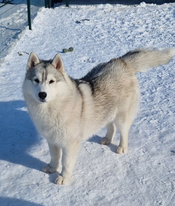 Шикарная девочка от Чемпионов!