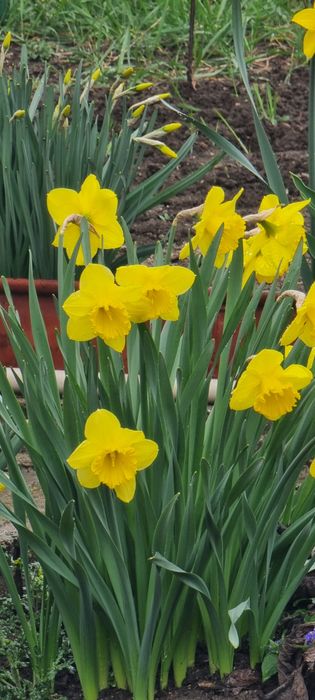 Цветя , луковици и разсад- многогодишни и  студоустойчиви