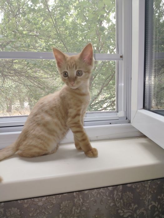 Отдам котенка в добрые руки