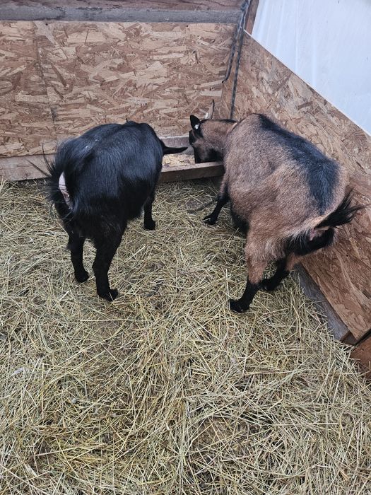 Vand capra metis de alpina franceză