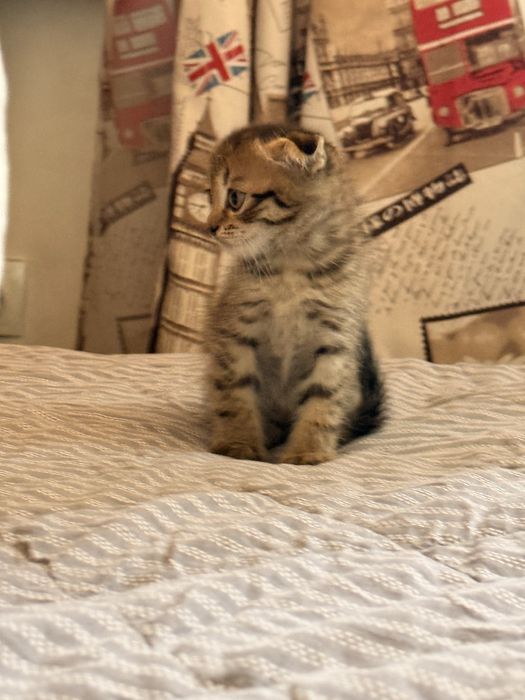 Вислоухий британский котенок