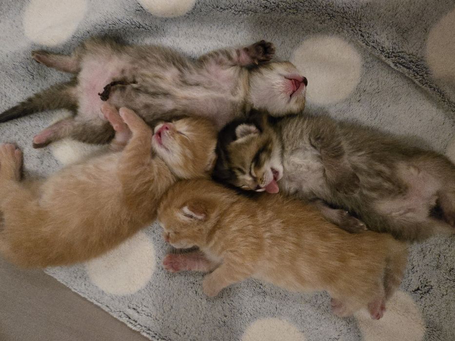 4 котёнка и их ласковая мама ищут добрую семью