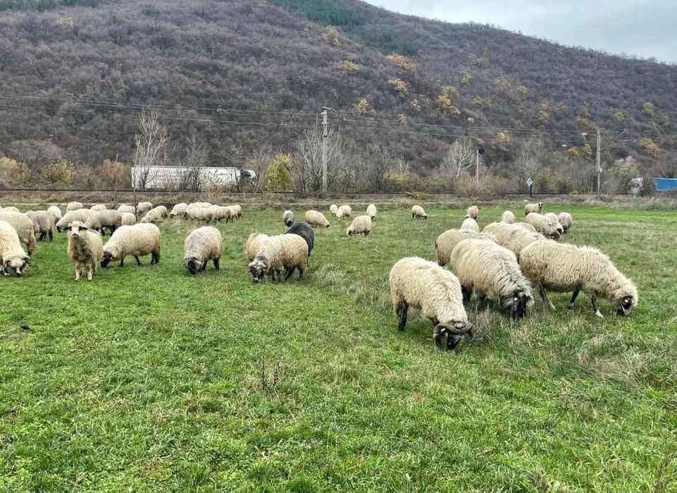 Vand 50 de oi turcane