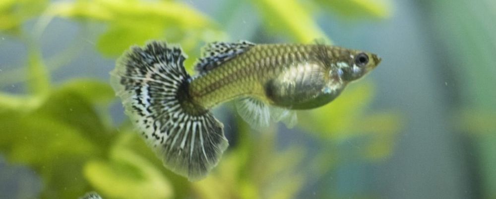 Гуппи слоновьи уши