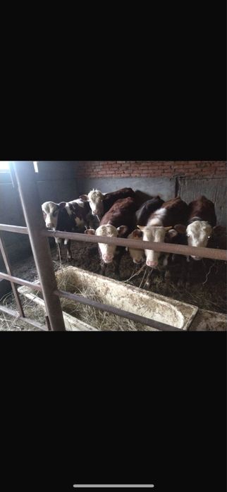 Продам бычков подсосных