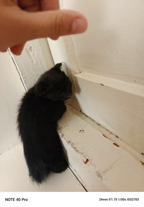 Мушукчалар сотилади 3 дона 1,5 ойли