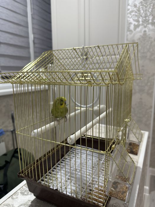 Попугай на продажу, срочно