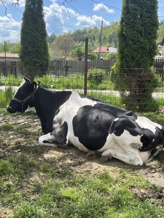 Vand vaca de lapte