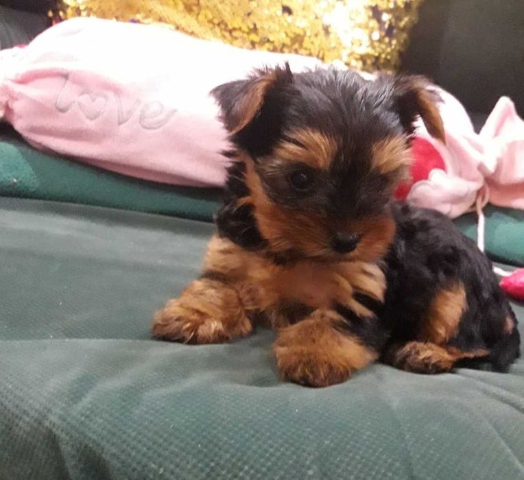 Йоркита/ Йоркита