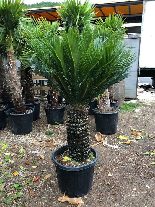 Maslin, palmieri, magnolia grandiflora, forme plante