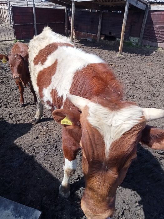 Продам быка год и четыре месяца