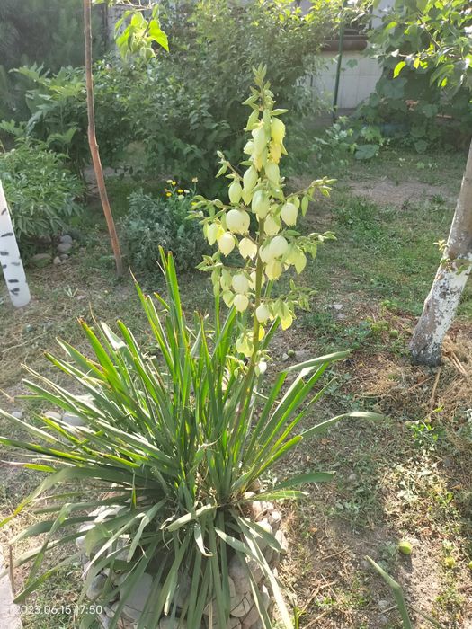 Садовые цветы  продам