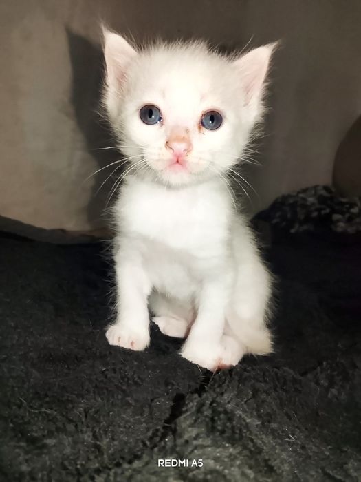 Turkish angora bir oyu ikki hafta oʻgʻil bola
