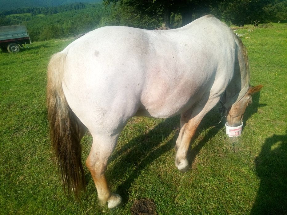 Cal de vânzare învățat la toate muncile agricole