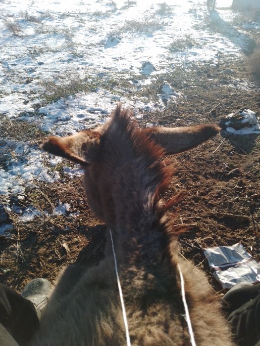 Продам осёль 1 лет